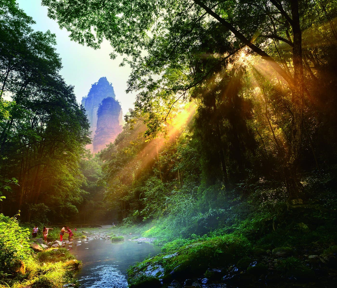 Sunlight in the wooded Golden Whip Stream valley