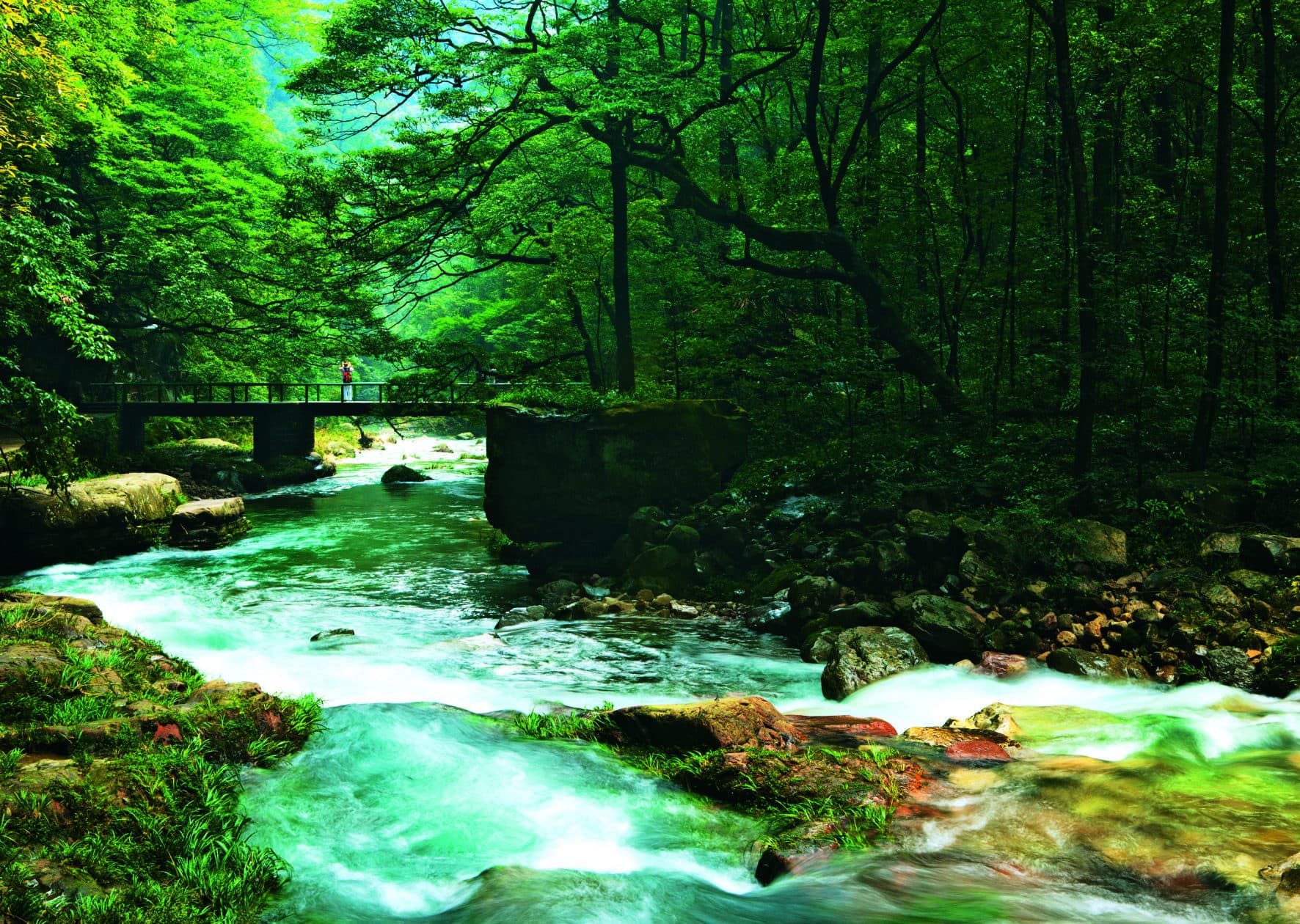 A footbridge over the forest stream at Tiaoyutan along Golden Whip Stream.